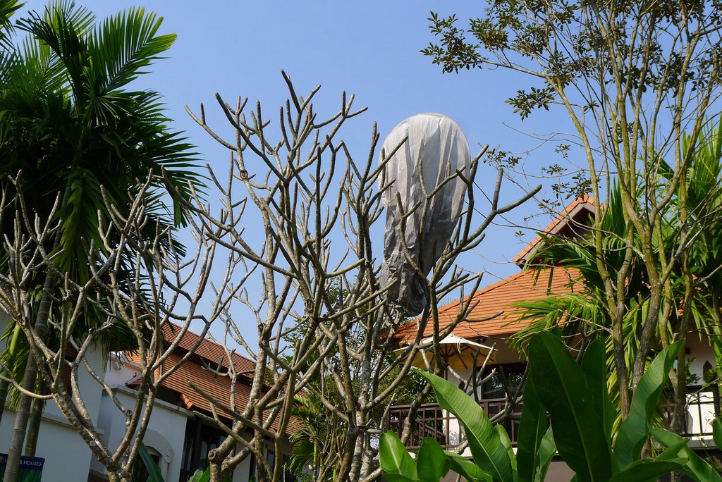 A spent sky lantern caught in a tree above a house in Chiang Mai, seen in daylight after the festival