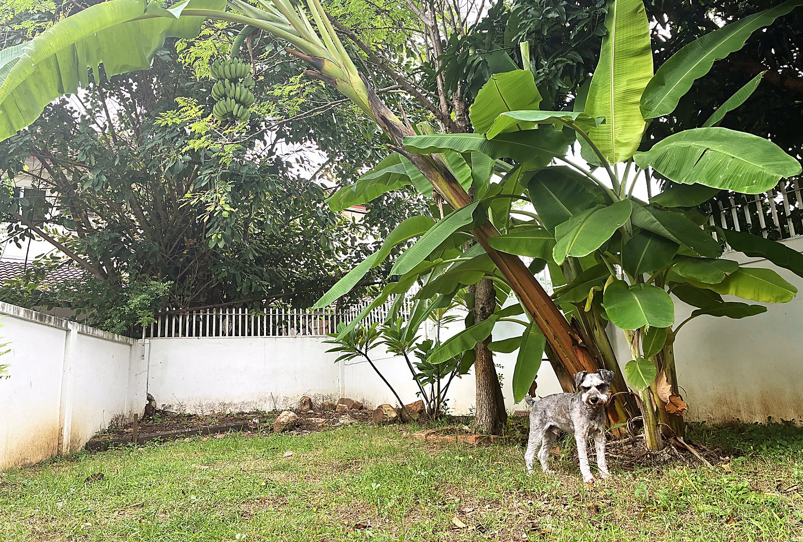 Our walled garden inside the estate in Chiang Mai, where the dog can be out without a road at the end of it